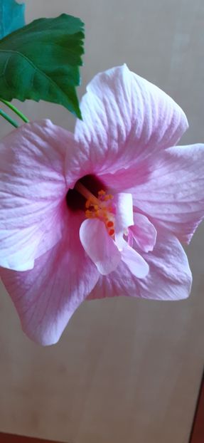  - Hibiscus 2015-2024