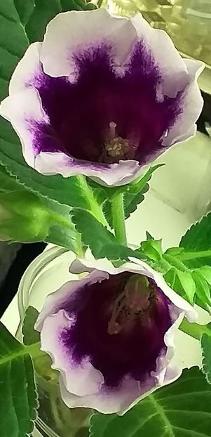 117194490_3162538913827489_3902446545603844368_o - Gloxinia 2020