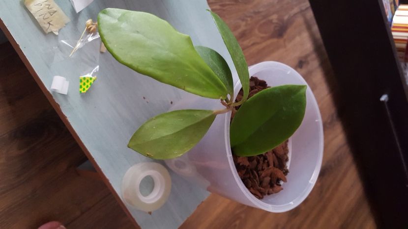  - Hoya mindorensis pink