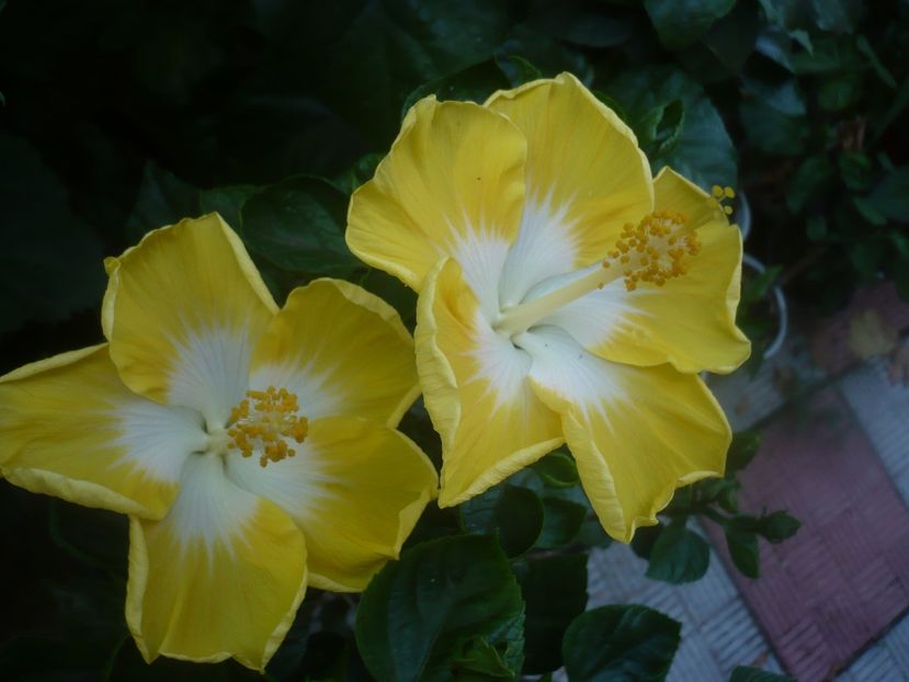 P1450481 - HIBISCUSI 2020-2