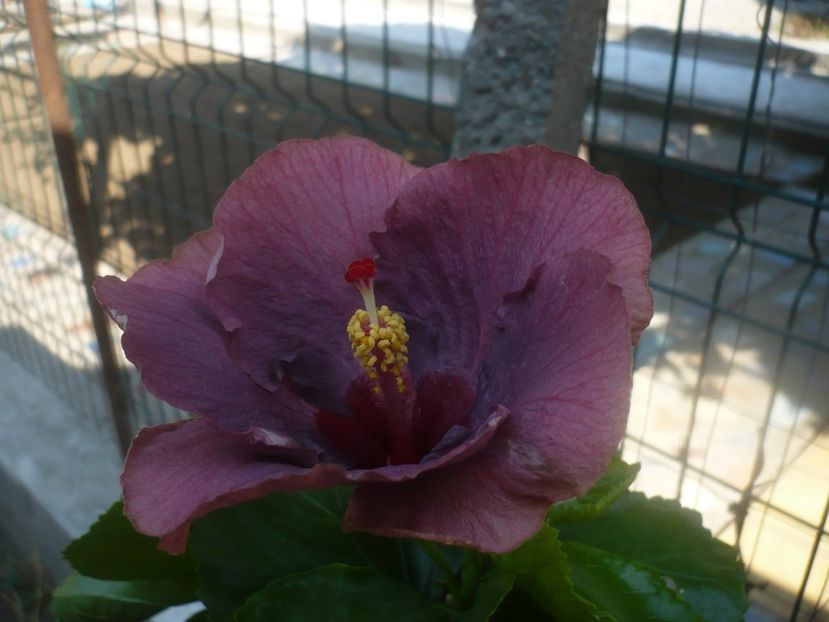 P1450482 - HIBISCUSI 2020-2