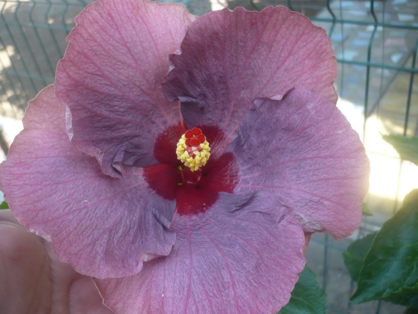 P1450483 - HIBISCUSI 2020-2