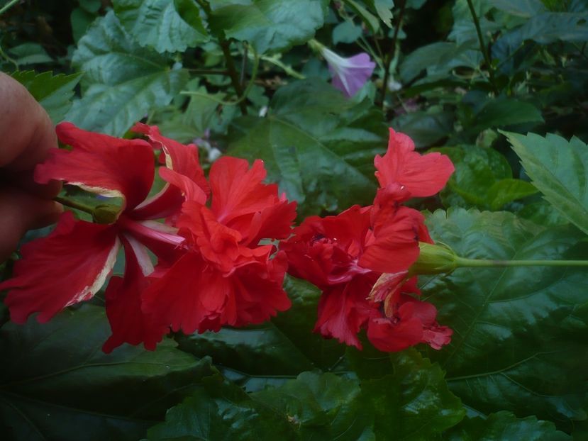 P1450484 - HIBISCUSI 2020-2