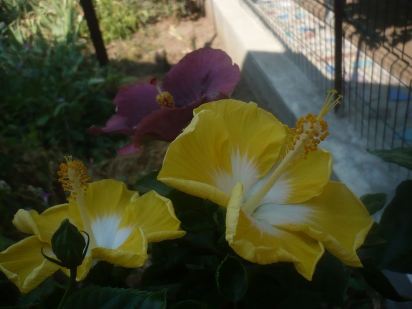 P1450486 - HIBISCUSI 2020-2