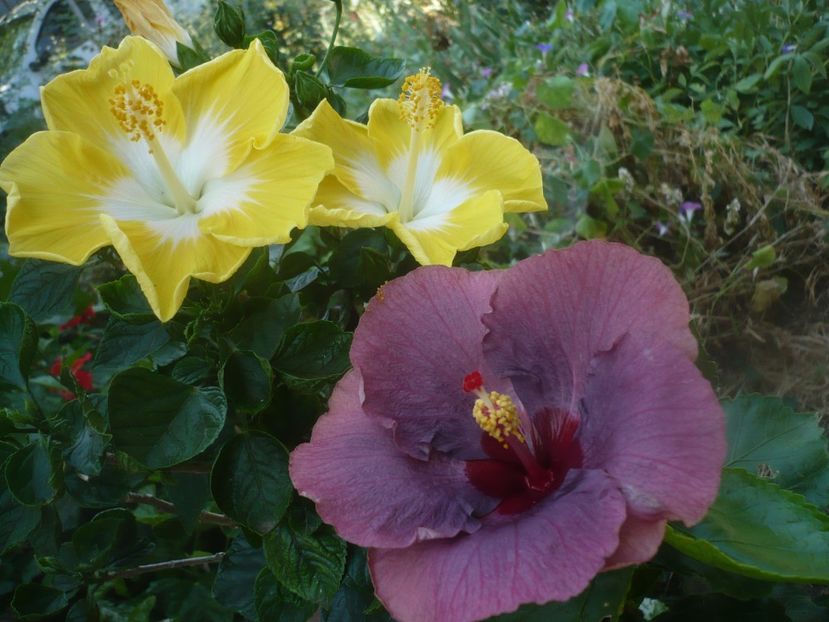 P1450489 - HIBISCUSI 2020-2