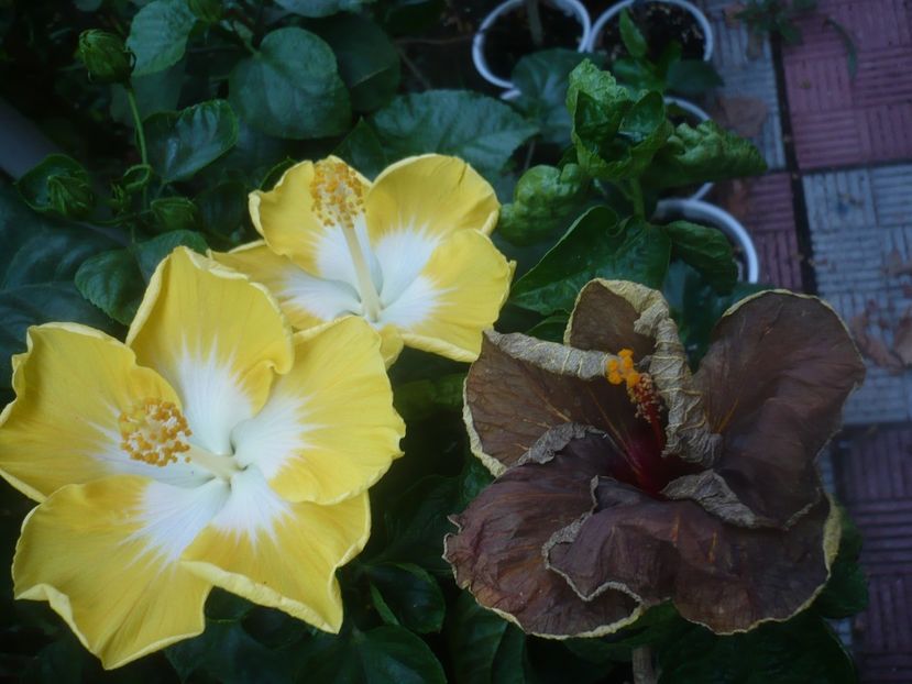 P1450490 - HIBISCUSI 2020-2