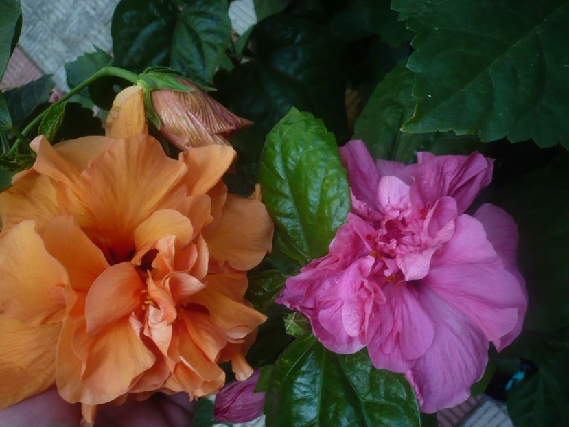 P1450492 - HIBISCUSI 2020-2