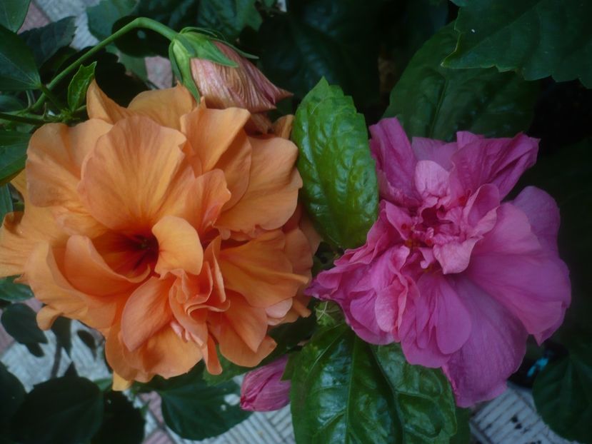 P1450493 - HIBISCUSI 2020-2