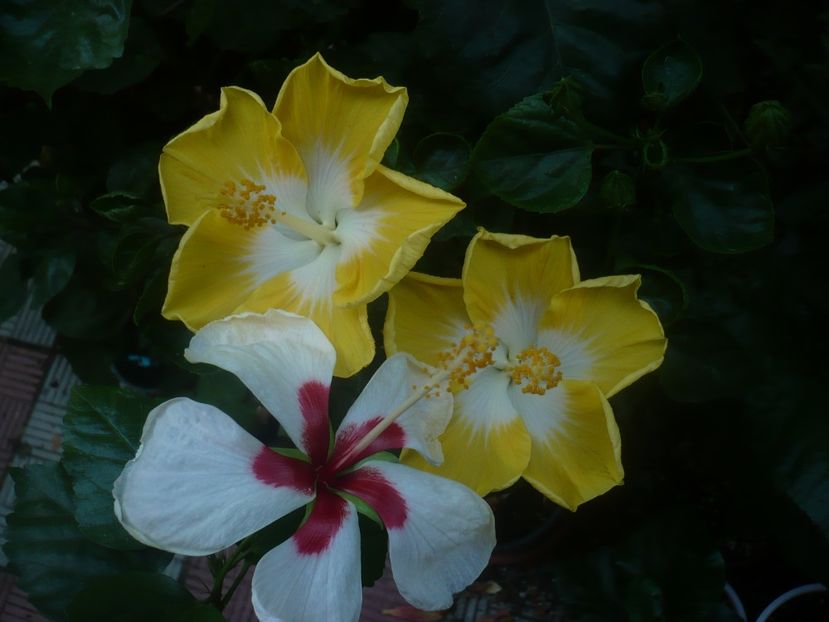 P1450498 - HIBISCUSI 2020-2