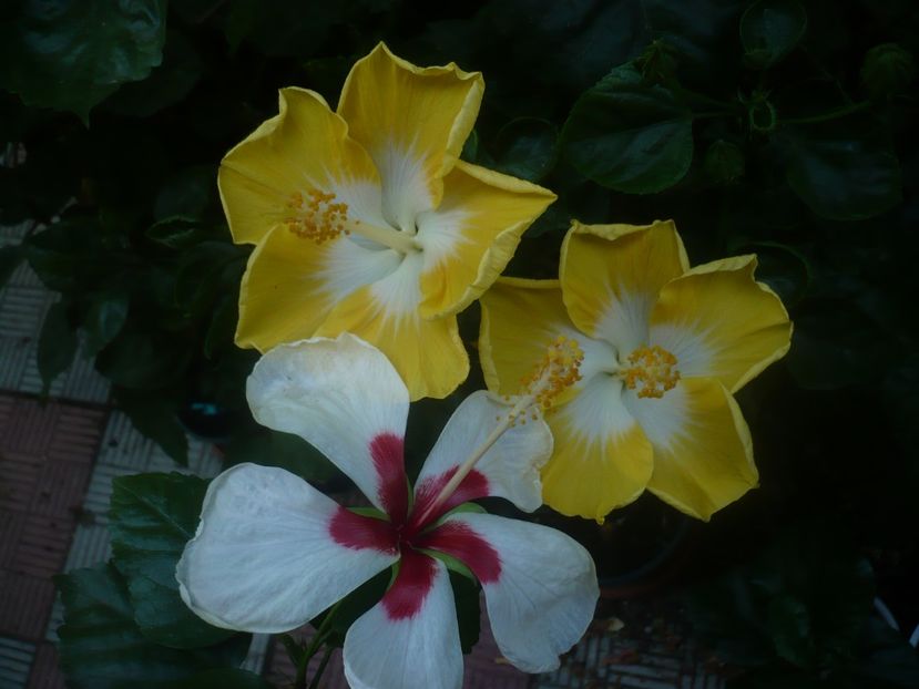 P1450499 - HIBISCUSI 2020-2