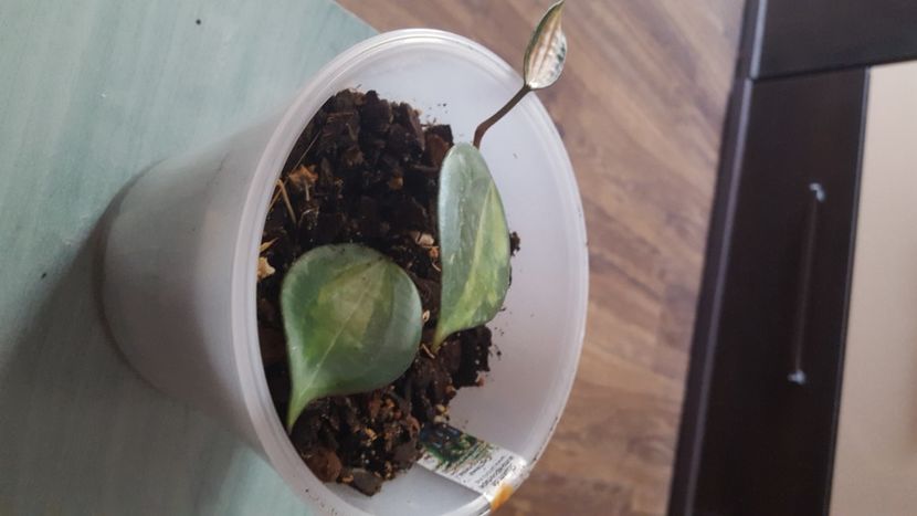  - Hoya Macrophylla pot of gold