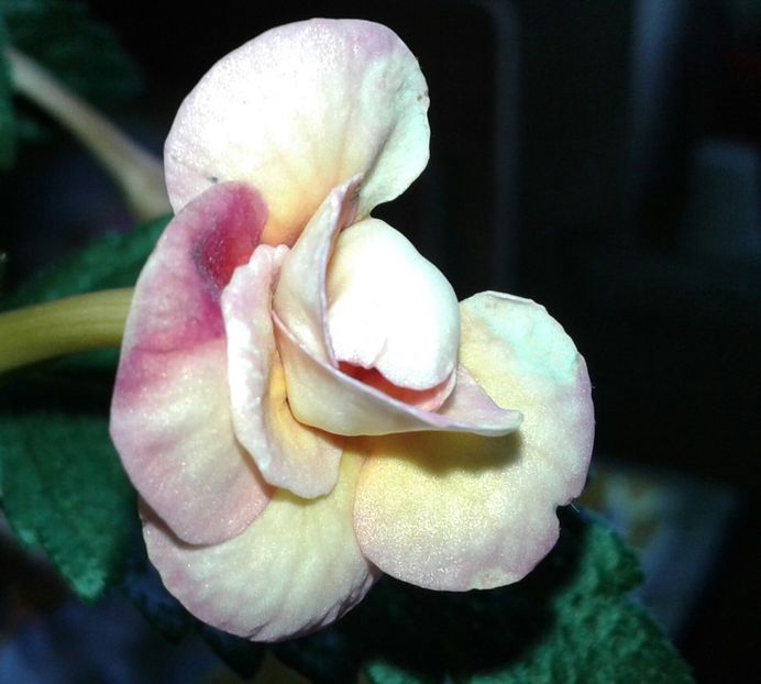 9- Peach Orchard - 2020- ACHIMENES