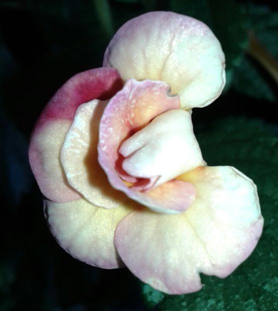 9- Peach Orchard - 2020- ACHIMENES
