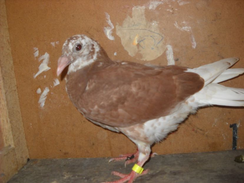  - PORUMBEI VANDUTI 2