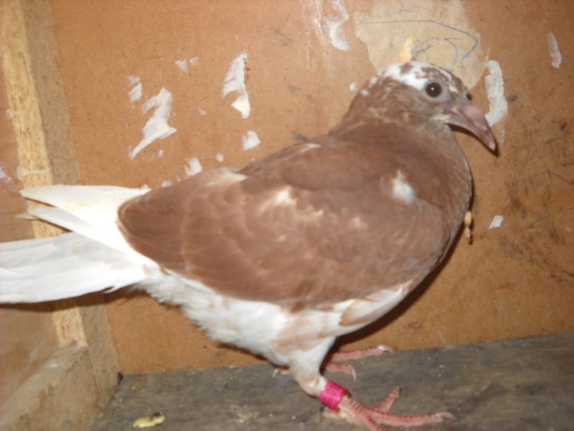  - PORUMBEI VANDUTI 2