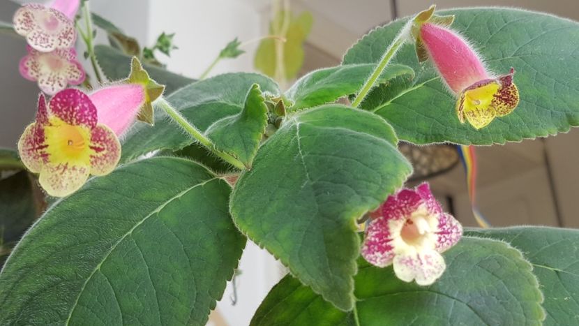 An's Nagging Macaws - Kohleria