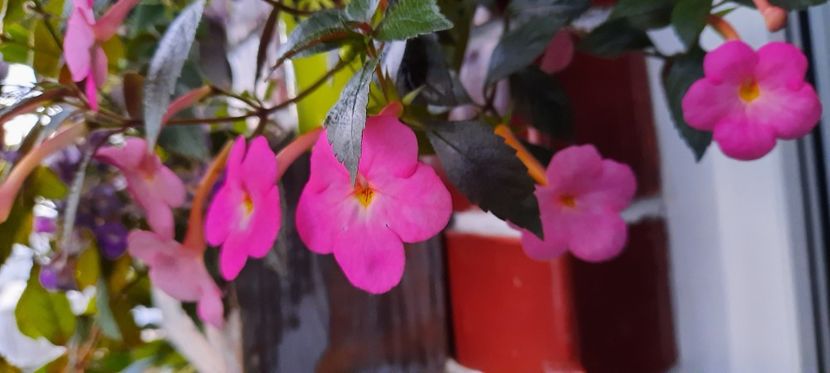  - 11 Achimenes 2020