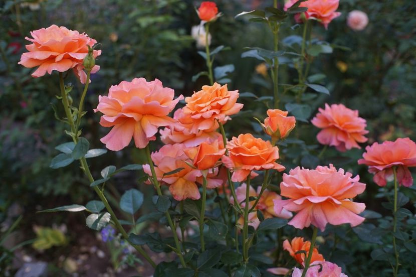  - August 2019- August 2020