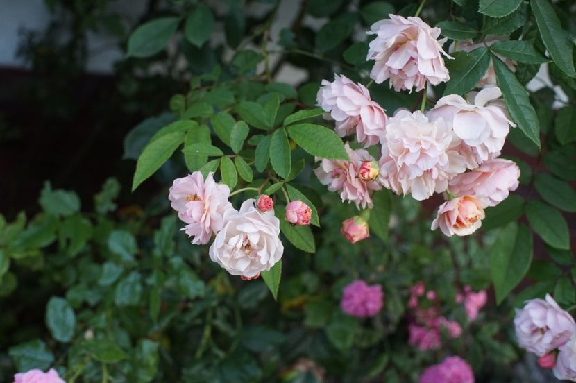  - August 2019- August 2020