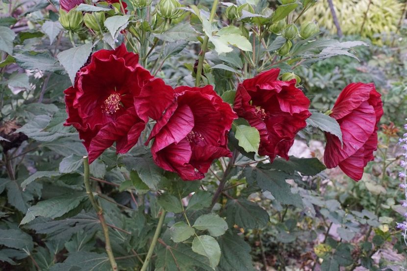  - August 2019- August 2020