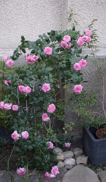  - August 2019- August 2020