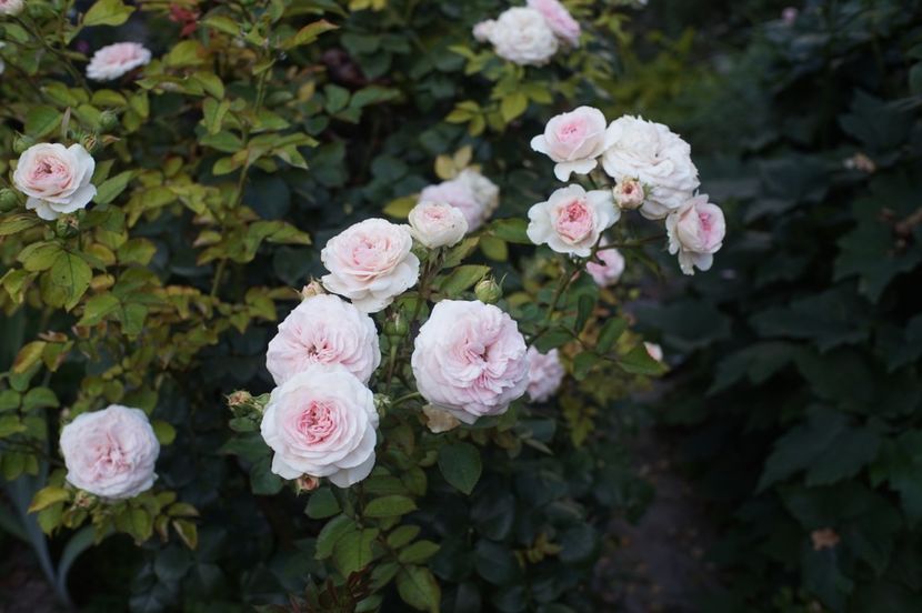  - August 2019- August 2020