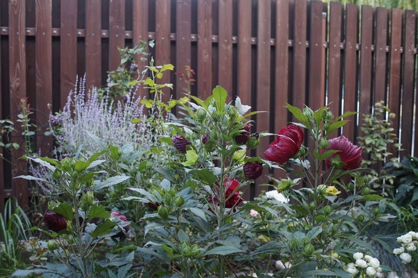  - August 2019- August 2020