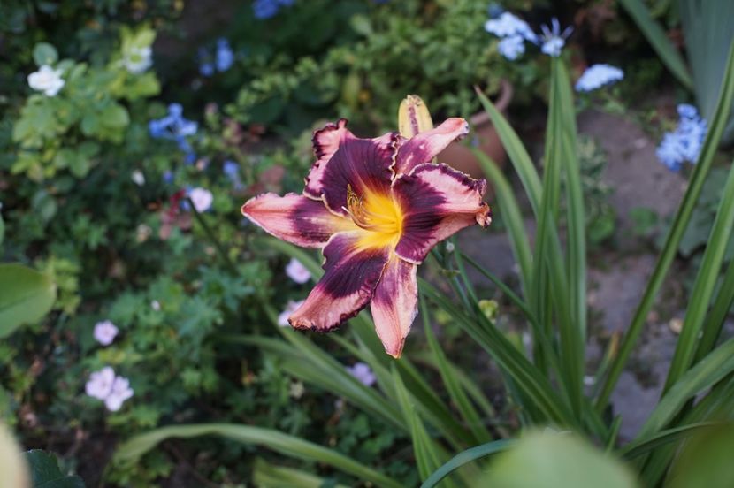  - August 2019- August 2020