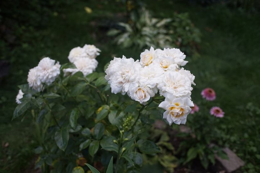  - August 2019- August 2020