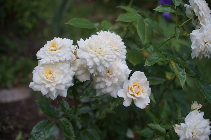  - August 2019- August 2020