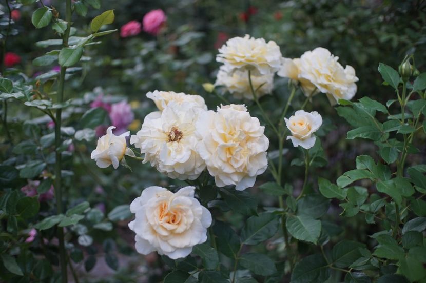  - August 2019- August 2020