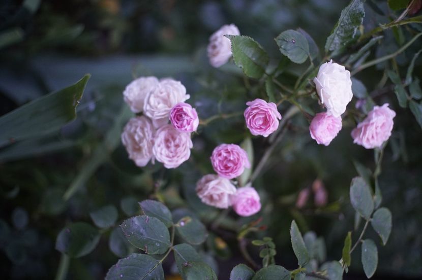  - August 2019- August 2020