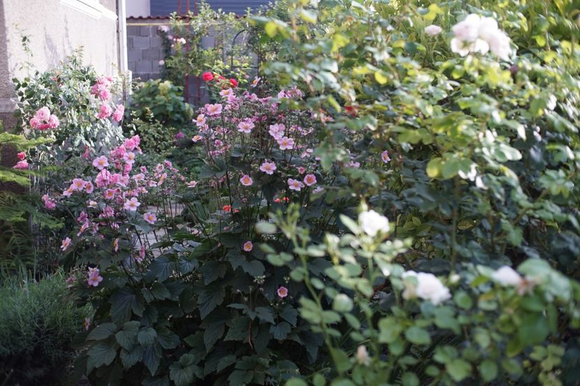  - August 2019- August 2020