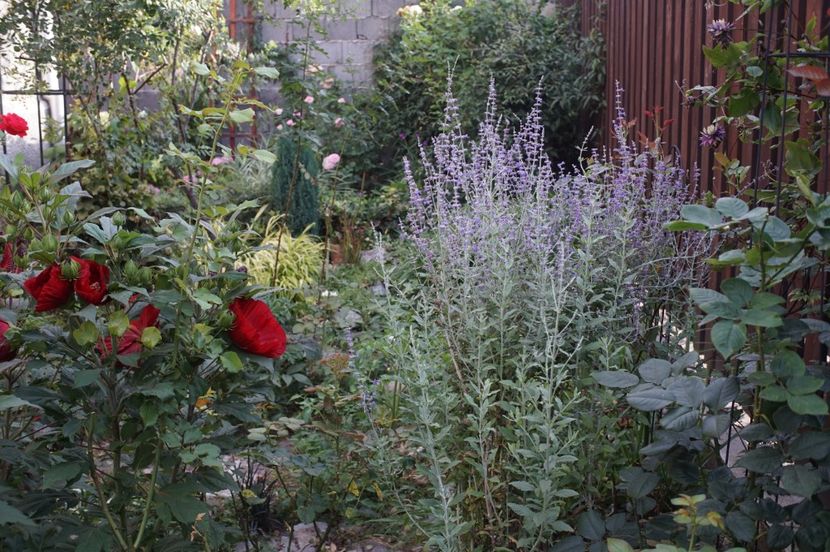  - August 2019- August 2020