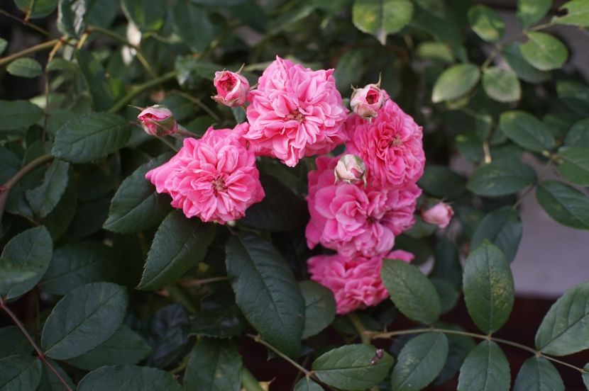  - August 2019- August 2020