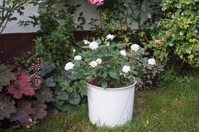  - August 2019- August 2020