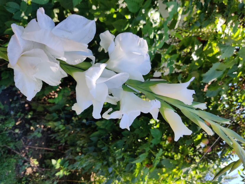 Big - Amsterdam - Gladiole