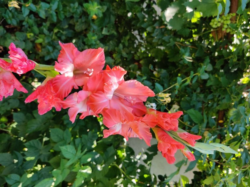  - Gladiole