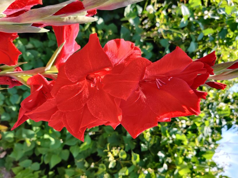 Big - Gladiole