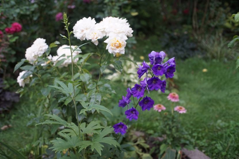  - August 2019- August 2020