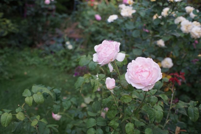  - August 2019- August 2020