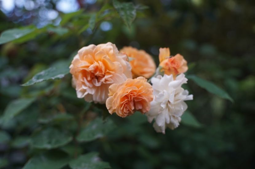  - August 2019- August 2020