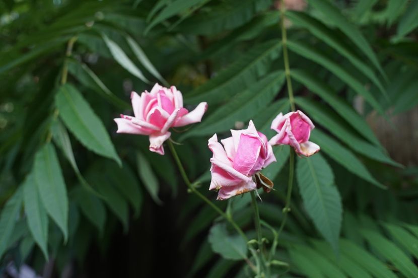  - August 2019- August 2020