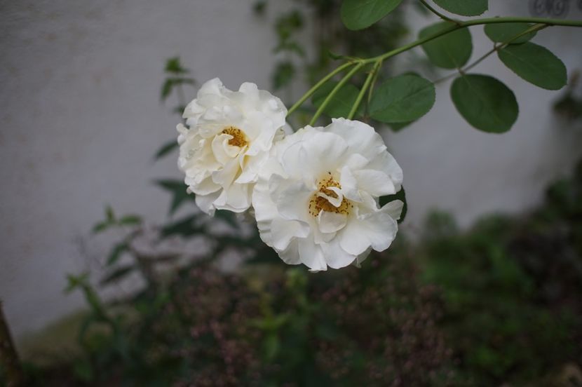  - August 2019- August 2020