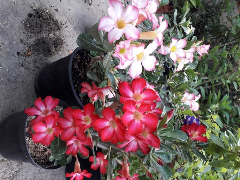  - Adenium