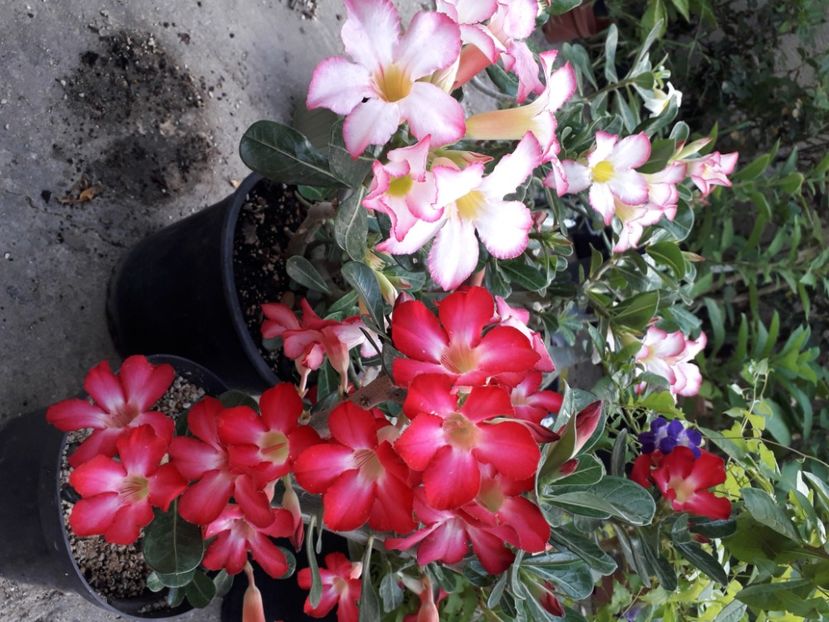  - Adenium