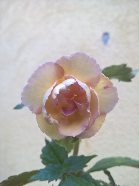  - Yellow English Rose