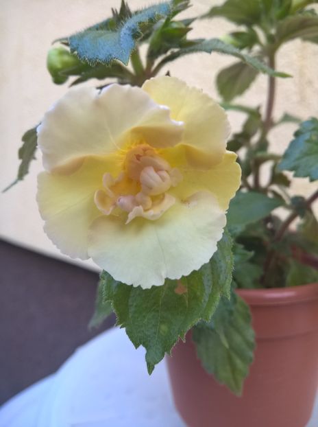 - Yellow English Rose