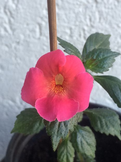 8.08.2020– Mardi Gras - Achimenes 2020