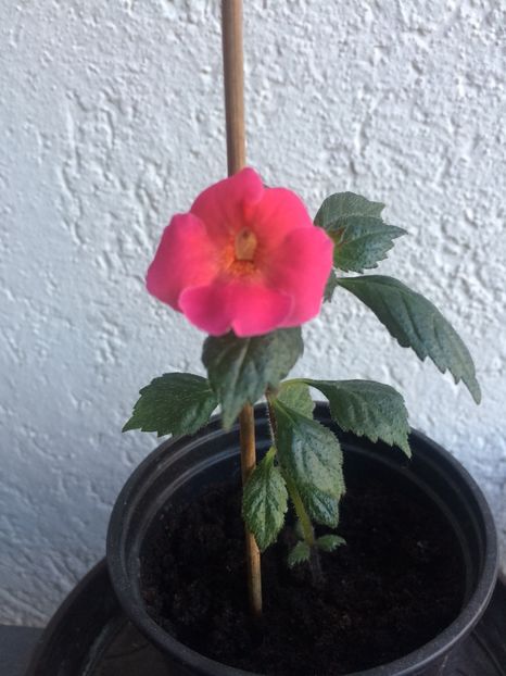 8.08.2020– Mardi Gras - Achimenes 2020